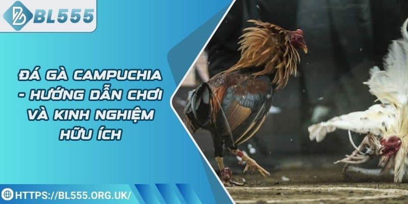 Đá gà Campuchia - Hướng dẫn chơi và kinh nghiệm hữu ích