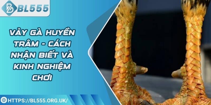 Vảy Gà Huyền Trâm - Cách nhận biết và kinh nghiệm chơi