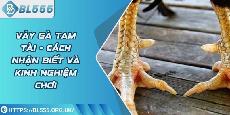 Vảy Gà Tam Tài - Cách nhận biết và kinh nghiệm chơi